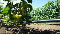 Более 8 тыс. тонн винограда собрали на Ставрополье