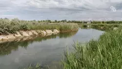 Ставропольская организация выпустит в водные объекты 200 тыс. единиц осетра