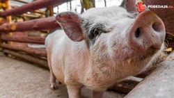 На Ставрополье выявили очаг африканской чумы свиней