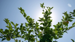 До +37 градусов обещают 30 и 31 августа на Ставрополье