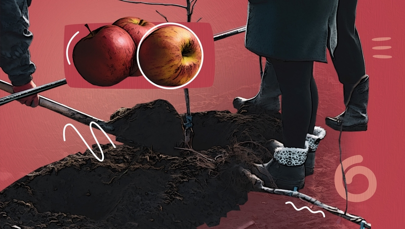 Плодоносящая «фабрика»: в Кочубеевском округе Ставрополья закладывают «умный» яблоневый сад