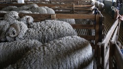 Производство баранины на Ставрополье выросло на 11%