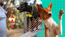 В няньки — лабрадора, для прогулок — хаски: как ставропольцам выбрать собаку по темпераменту