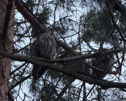 В Железноводске заметили активное гнездование сов