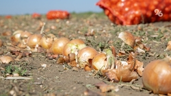 В Ставропольском крае собрали 212 тонн лука