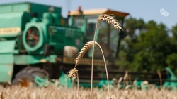 Минсельхоз Ставрополья: в крае уже убрали около 40 процентов зерновых площадей