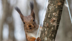 Зоозащитники бьют тревогу из-за убийц белок в Ставрополе