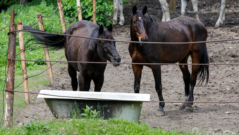 Мэра Кисловодска возмутил табун вороных лошадей, разгуливающих в центре города