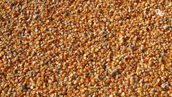 Рекордные 464 тыс. тонн кукурузы собрали в Изобильненском округе