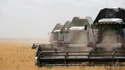 Аграрии Шпаковского округа намолотили 73,9 тыс. тонн зерна