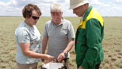 В восьми округах Ставрополья саранчовые заселили 141 тыс. га полей