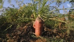 Ставропольский фермер получил субсидию за овощи, которых не было