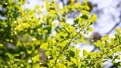 В Таманском лесу Ставрополя проложат семь терренкуров общей длиной 13 км