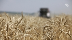 Глава Ставрополья: Аграрии края начали жатву