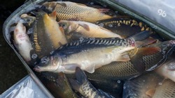 На озере «30’Ка» в Железноводске временно запретили рыбачить