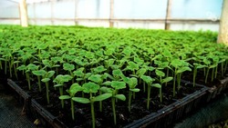 К высадке более 18 млн ростков рассады овощей в открытый грунт готовятся аграрии Ставрополья