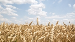 Аграрии Ставрополья получили более 1,3 млрд рублей страховых выплат в 2024 году