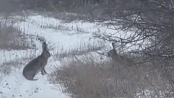 Жёсткая драка двух зайцев в брачный период попала в фотоловушку на Ставрополье 