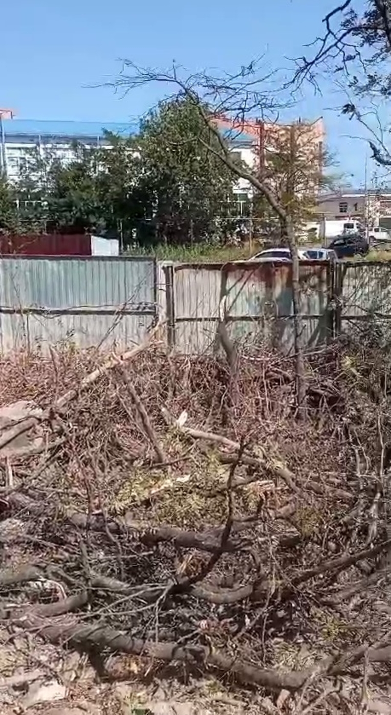 В мэрии Ставрополя объяснили причины вырубки деревьев на улице Биологической