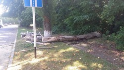 Дерево, упавшее на автомобиль в Ставрополе, убрали с проезжей части