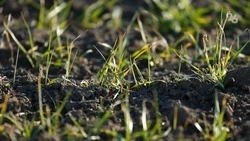 Азотную подкормку озимых культур проводят в Минераловодском округе