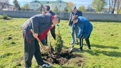 60 молодых елей высадили в «Саду памяти» Новоселицкого округа 