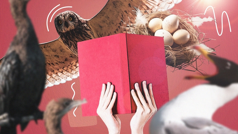 «Это что за воробей?»: знаете ли вы редких птиц Ставрополья — тест