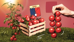 Несколько урожаев от одного стебля: в ставропольском хозяйстве поделились секретами выращивания помидоров