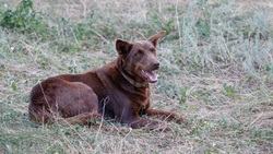 Ещё одну собаку отравили в Минводах