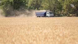 Аграрии Ставрополья ежегодно собирают около 9 млн тонн зерна 