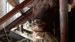 Коров редкой породы разводят на крупнейшем предприятии на Ставрополье