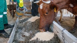 Животноводы Ставрополья в 2023 году нарастили производство молока на 5,2%