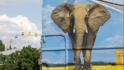 В Ставрополе закрашивают большое граффити слона на стадионе футбольного клуба «Динамо»