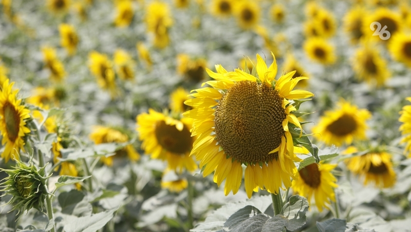 Заявки на возмещение затрат по страхованию принимают от аграриев Ставрополья