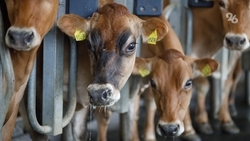 Животноводам Ставрополья компенсировали 7,5 млн рублей на геномную селекцию