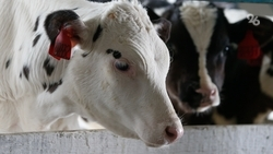 Семья из Степновского округа развивает свою ферму благодаря госпрограмме