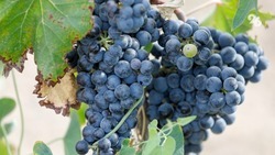 Более 218 миллионов рублей вложили в развитие виноделия на Ставрополье
