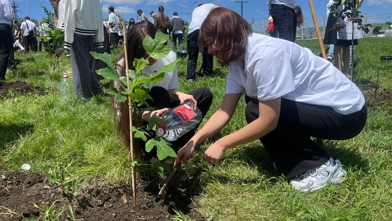 Более 80 деревьев посадили на «Аллее выпускников» в Кисловодске