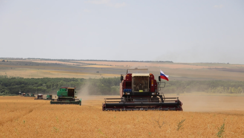 В Новоселицком округе убрали 11,3 тыс. га зерновых и бобовых