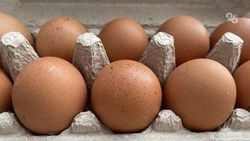 Производство яиц нарастили на Ставрополье на 26%
