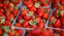 Не более 300 грамм клубники за раз рекомендует есть краснодарский врач