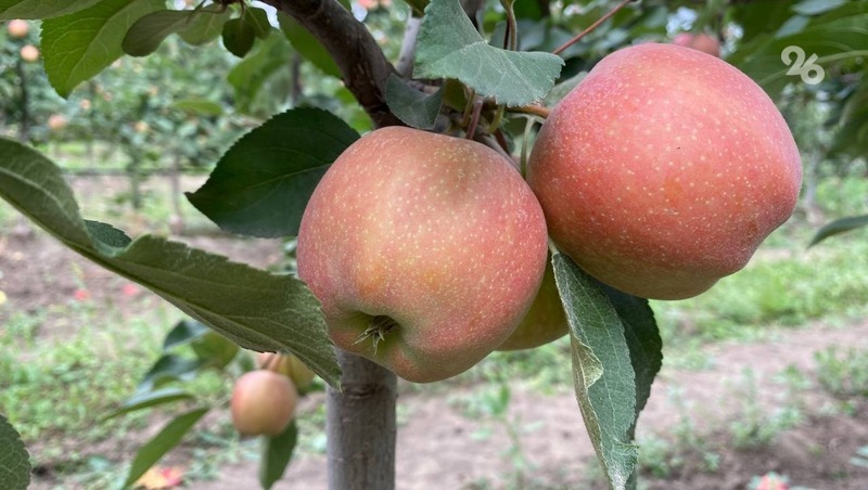 Яблоки со Ставрополья продают по всей стране