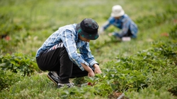 Более чем на треть увеличат расходы на программу развития сёл в Ставропольском крае