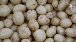Жители Ставрополья передали участникам СВО полтонны картофеля