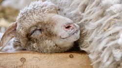 Генетический материал порядка 50 вымерших пород овец и коз хранится в генофонд-банке Ставрополья 