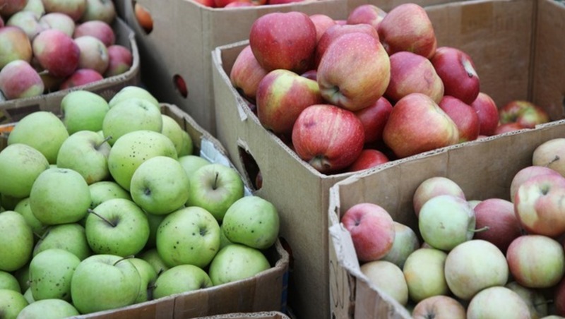 СКФО импортировал 30 тысяч тонн фруктов с начала 2024 года