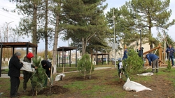 В селе Александровском озеленили бульвар хвойными деревьями