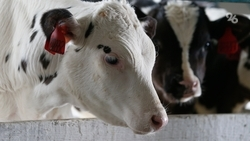 Качество молока на Ставрополье повысят благодаря геномной селекции