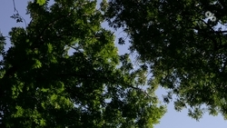 Один из 400-летних дубов, носящий имя Л. Толстого, рухнул в Ставрополе