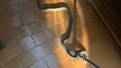 Змея напугала сотрудников детсада на Ставрополье